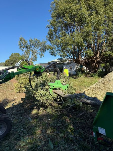 Affordable Tree Removal Near Me