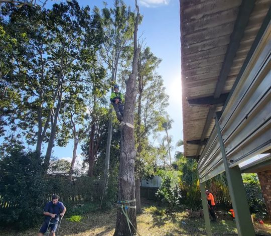 Affordable Tree Removal Near Me
