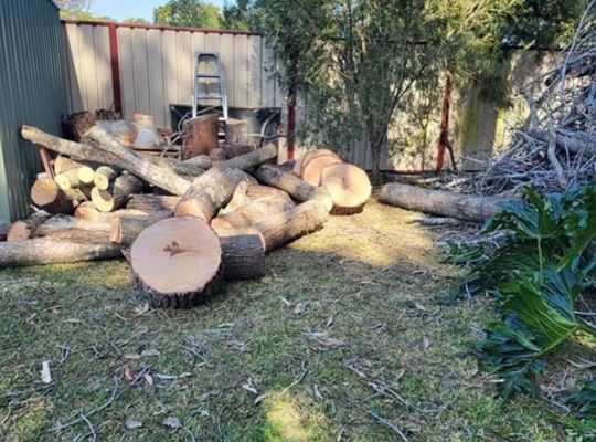 Cheap Tree Removal Near Me