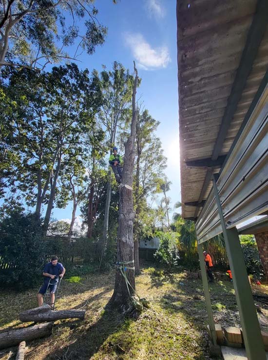 Tree Removal Services Near Me