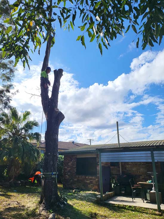 Affordable Tree Removal Near Me