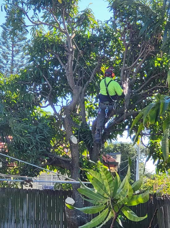 Tree Removal Near Me