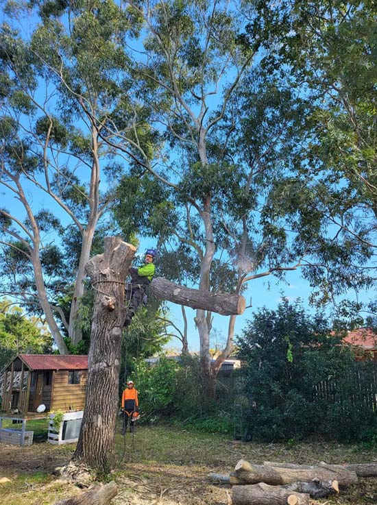 Tree Lopping Near Me