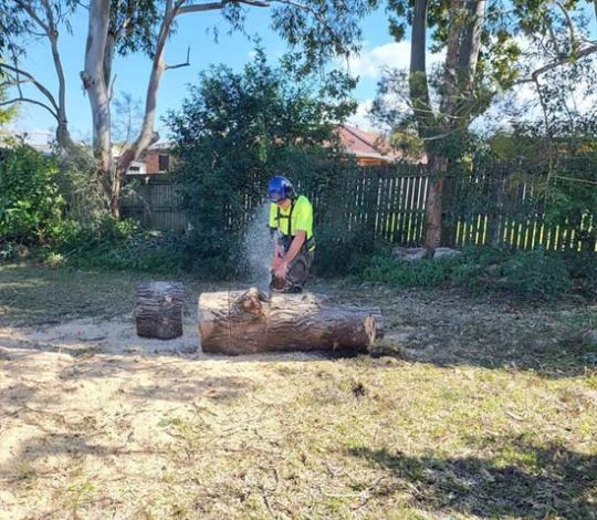 Tree Lopping Services Near Me