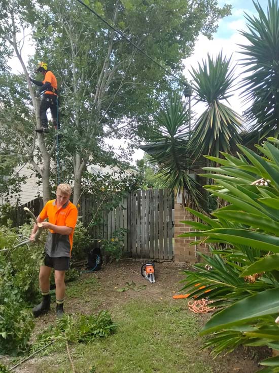Cheap Tree Lopping Near Me