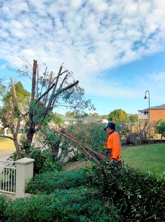 Tree Loppers Near Me