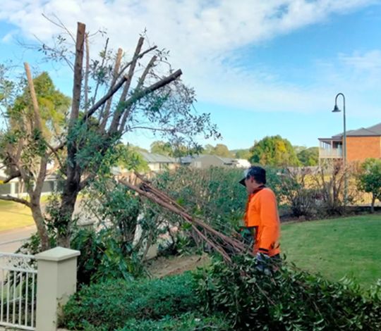 Tree Lopping Services Near Me
