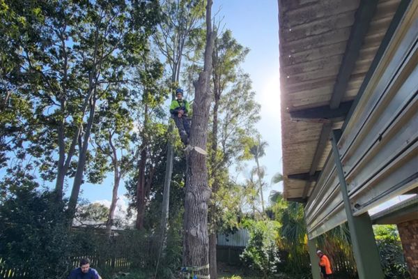 Tree Lopping Services Near Me