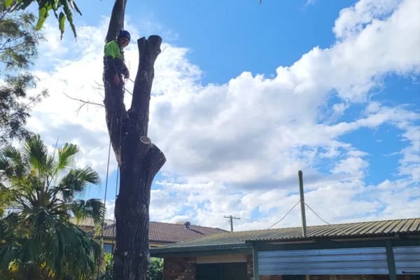 Tree Lopping Near Me