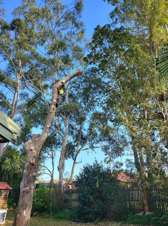 Cheap Tree Pruning Near Me