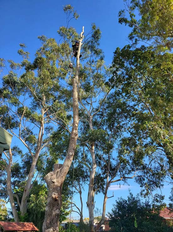Affordable Tree Pruning Near Me