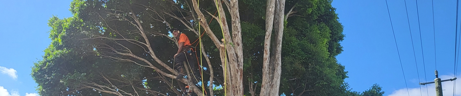 Tree Pruning Near Me