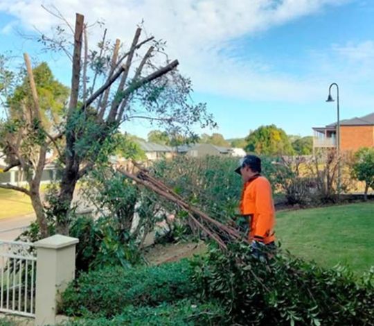 Tree Pruning Services Near Me