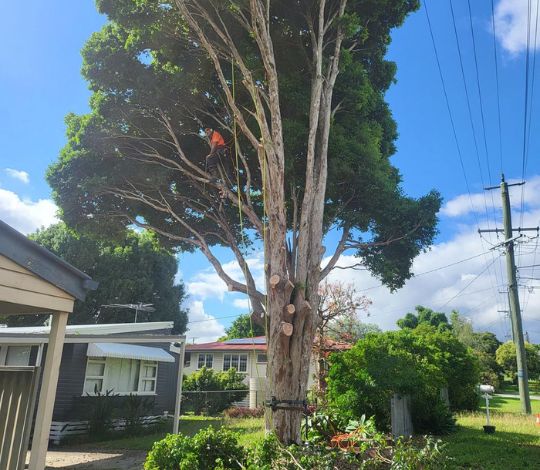 Tree Trimming Services Near Me
