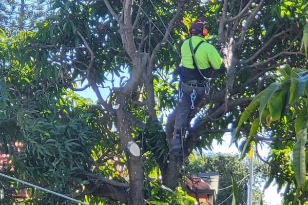Tree Trimming Services Near Me