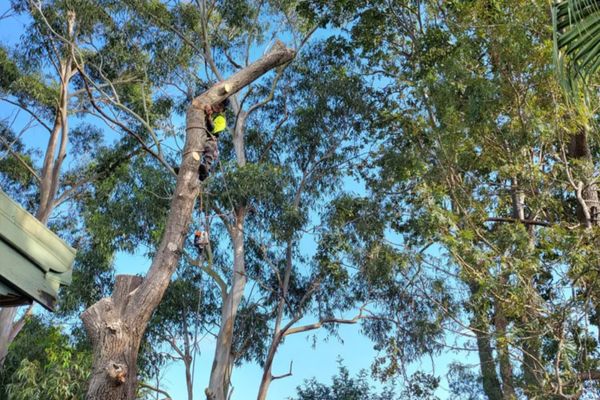 Tree Trimming Near Me