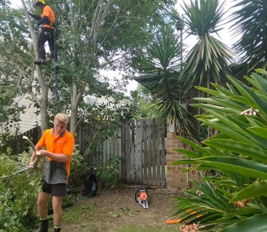 Tree Trimming Services Near Me