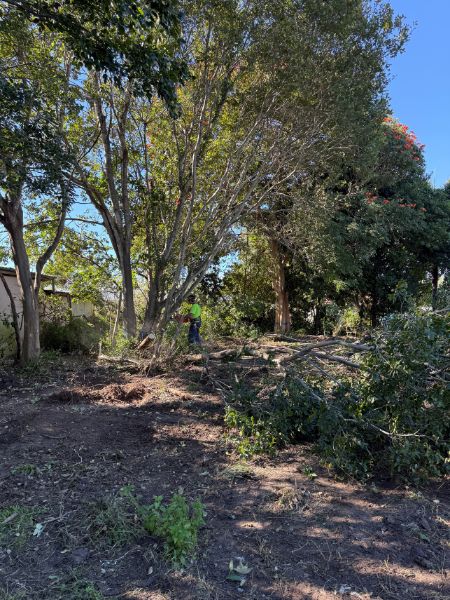 Cheap Tree Trimming Near Me