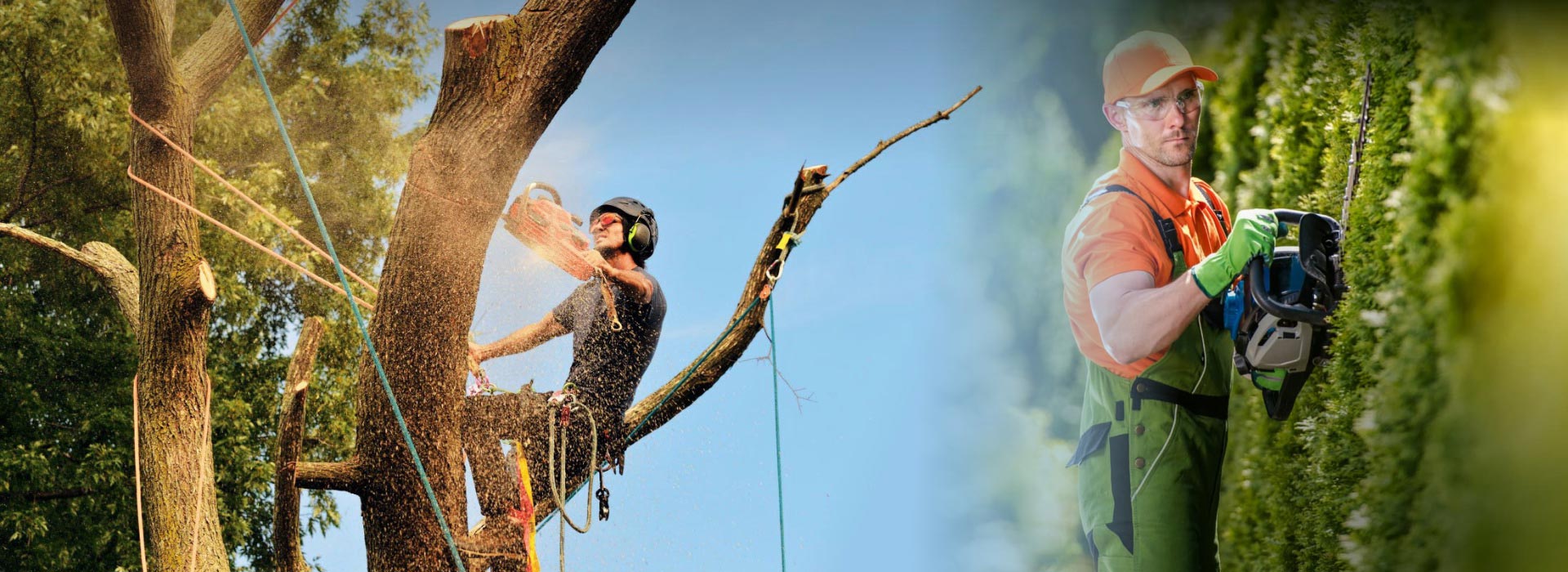Tree Removal