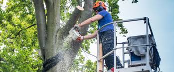 Tree Lopping East Brisbane